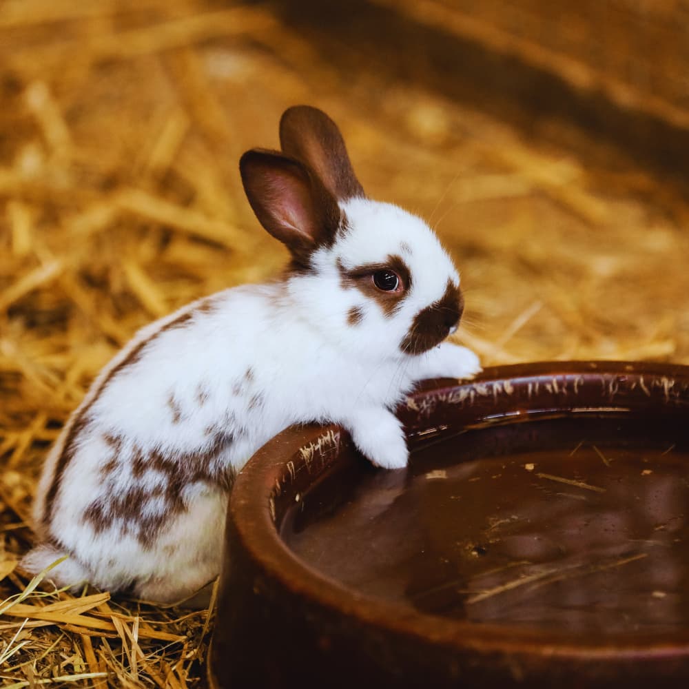 3 ans - Les Aventures du Petit Nicolas 