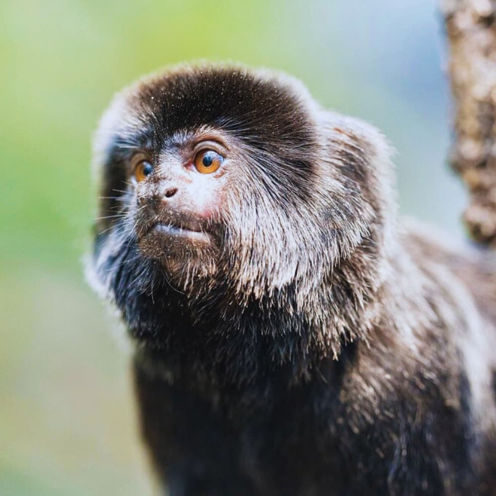Grain de Folie - 4 à 12 ans