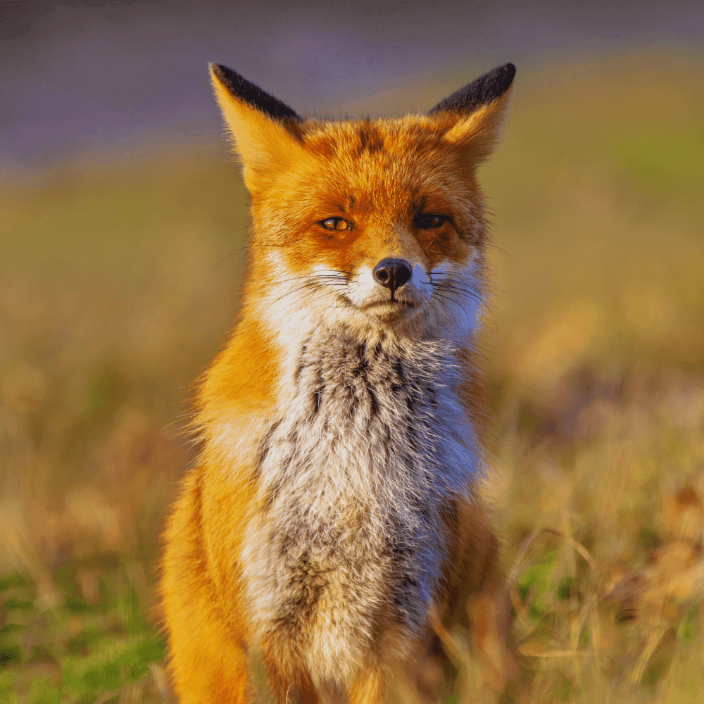 4 à 7 ans - Sur les traces des animaux de chez nous