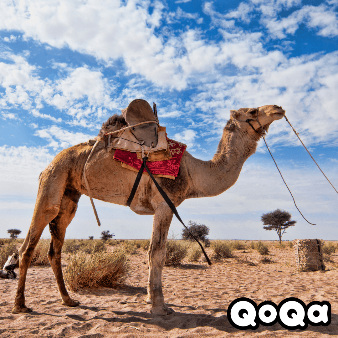 🌍 Grain de folie - Voyage au cœur de l'Afrique - 4-12 ans (Qoqa)